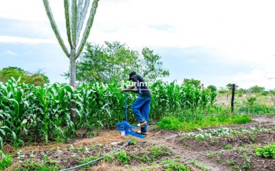 The Importance of Irrigation and Using the Money Maker Water Pump